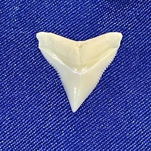 Bull Shark Tooth For Jewellery Making