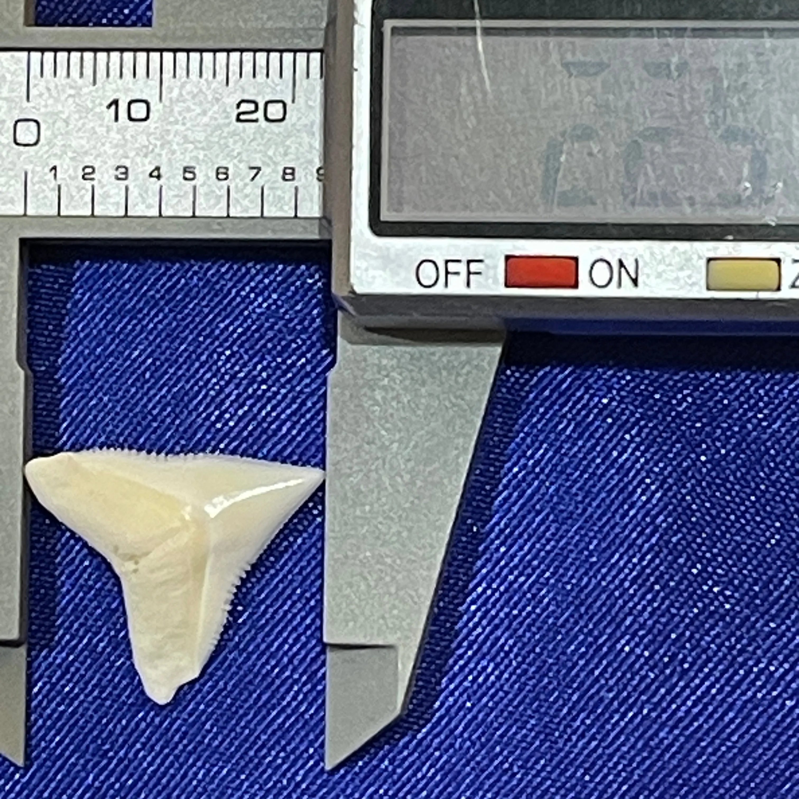 Bull Shark Tooth For Jewellery Making