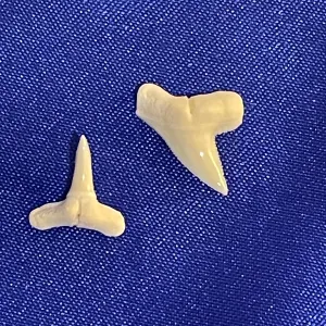 Great Hammerhead shark tooth loose tooth top and bottom jaw HHT-tb